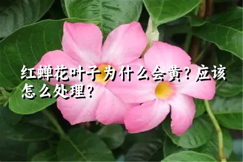 红蝉花叶子为什么会黄？应该怎么处理？