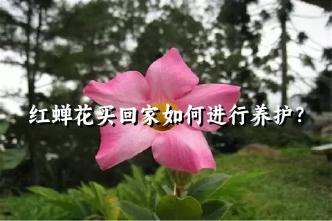 红蝉花买回家如何进行养护？
