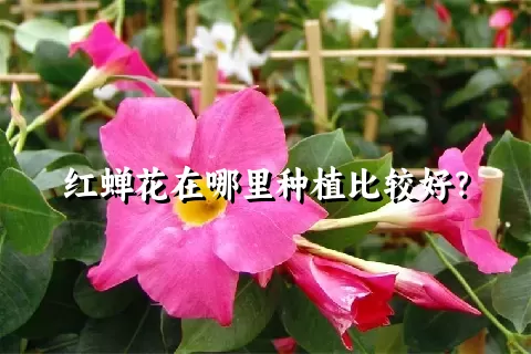 红蝉花在哪里种植比较好？