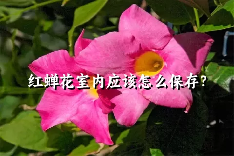 红蝉花室内应该怎么保存？