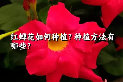 红蝉花如何种植？种植方法有哪些？