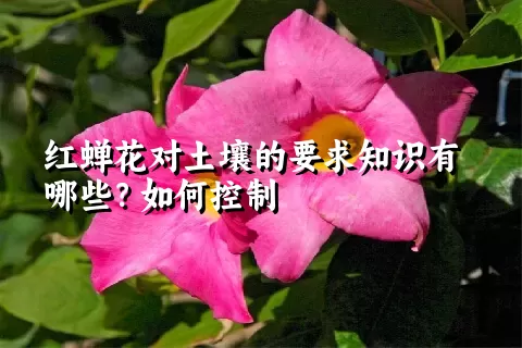 红蝉花对土壤的要求知识有哪些？如何控制