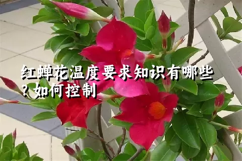 红蝉花温度要求知识有哪些？如何控制