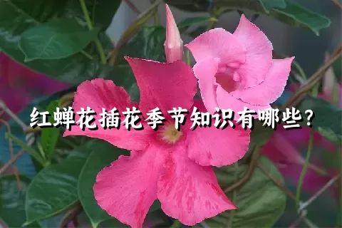 红蝉花插花季节知识有哪些？