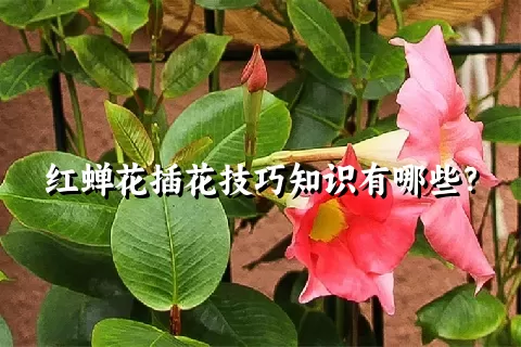 红蝉花插花技巧知识有哪些？