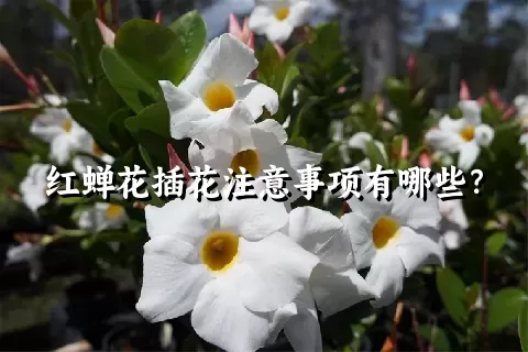 红蝉花插花注意事项有哪些？