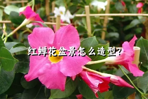 红蝉花盆景怎么造型？