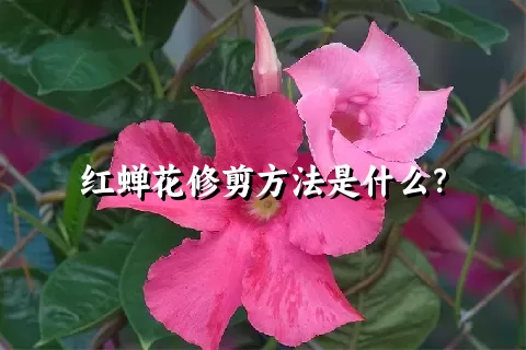 红蝉花修剪方法是什么？