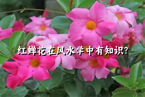 红蝉花在风水学中有知识？