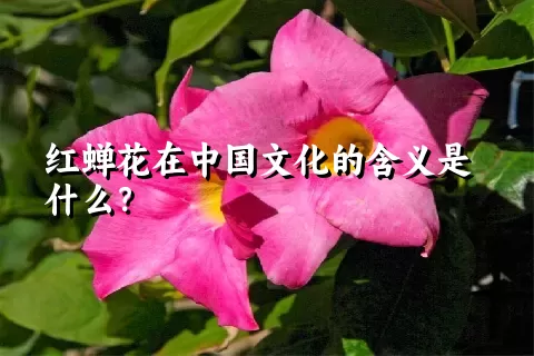 红蝉花在中国文化的含义是什么？
