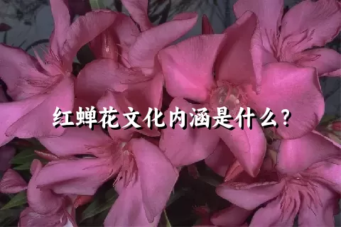 红蝉花文化内涵是什么？