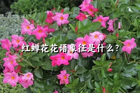 红蝉花花语象征是什么？