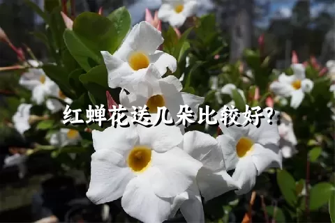 红蝉花送几朵比较好？