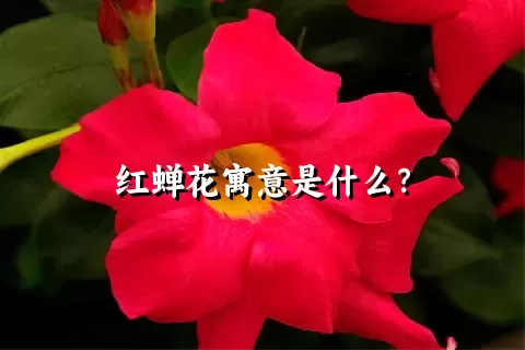 红蝉花寓意是什么？