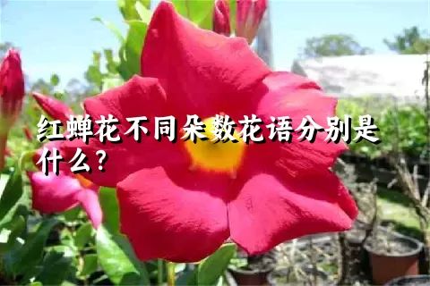 红蝉花不同朵数花语分别是什么？