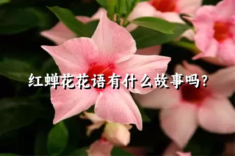 红蝉花花语有什么故事吗？