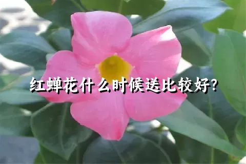 红蝉花什么时候送比较好？