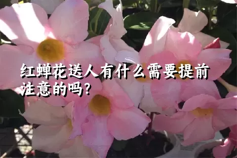 红蝉花送人有什么需要提前注意的吗？
