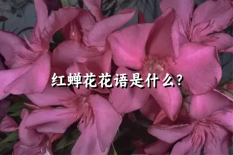 红蝉花花语是什么？