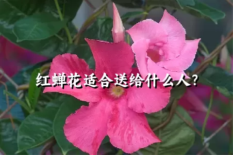 红蝉花适合送给什么人？