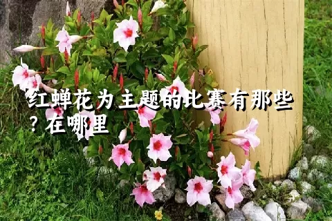 红蝉花为主题的比赛有那些？在哪里