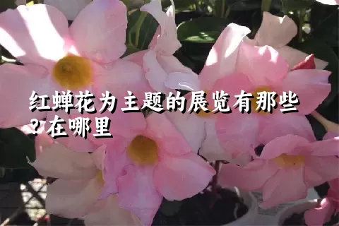红蝉花为主题的展览有那些？在哪里