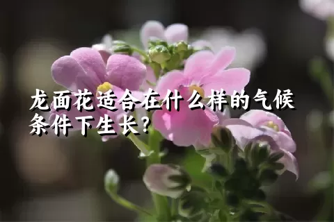 龙面花适合在什么样的气候条件下生长？