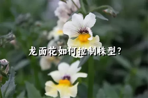 龙面花如何控制株型？