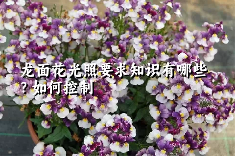 龙面花光照要求知识有哪些？如何控制
