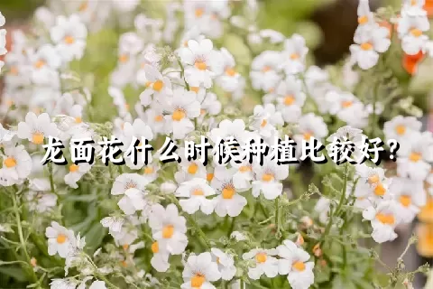 龙面花什么时候种植比较好？