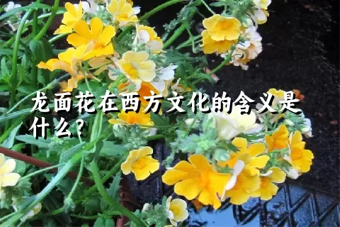 龙面花在西方文化的含义是什么？