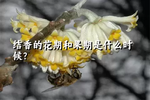 结香的花期和果期是什么时候？