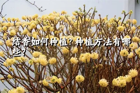结香如何种植？种植方法有哪些？