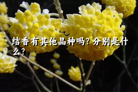 结香有其他品种吗？分别是什么？