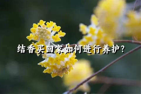 结香买回家如何进行养护？