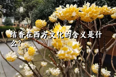 结香在西方文化的含义是什么？