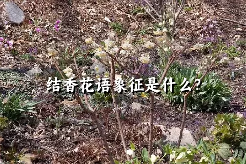 结香花语象征是什么？