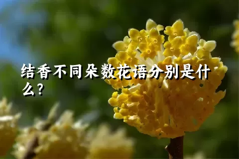 结香不同朵数花语分别是什么？
