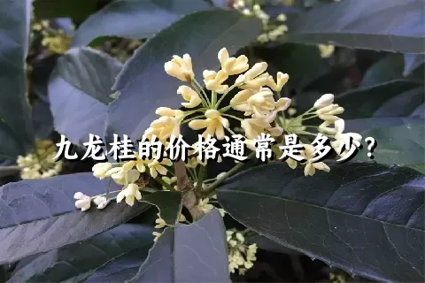 九龙桂的价格通常是多少？