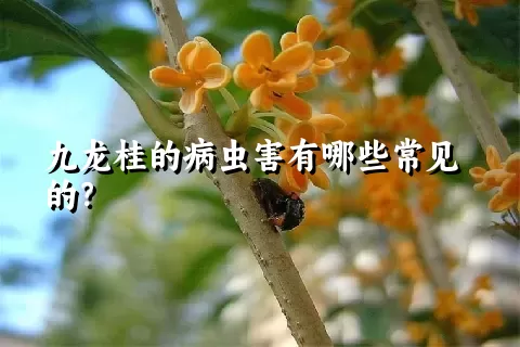 九龙桂的病虫害有哪些常见的？