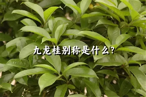 九龙桂别称是什么？