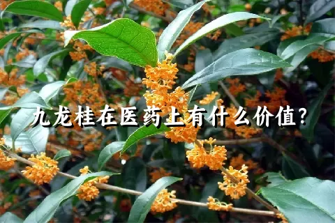 九龙桂在医药上有什么价值？