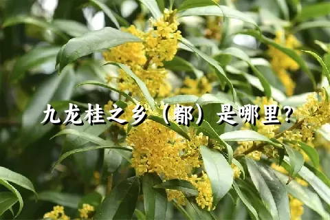 九龙桂之乡（都）是哪里？