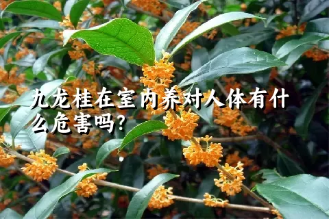 九龙桂在室内养对人体有什么危害吗？
