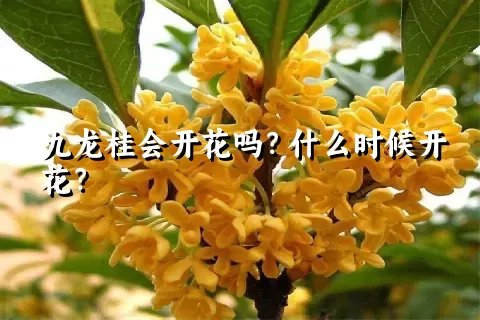 九龙桂会开花吗？什么时候开花？