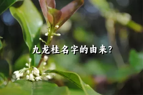 九龙桂名字的由来？