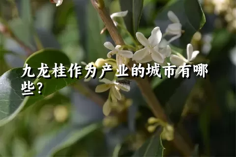 九龙桂作为产业的城市有哪些？