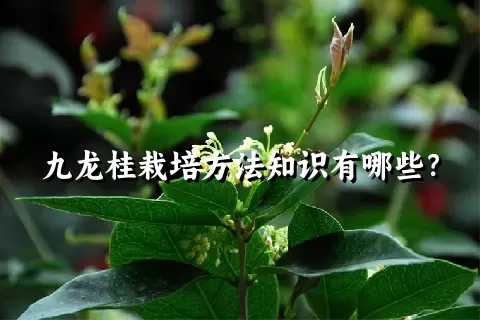 九龙桂栽培方法知识有哪些？