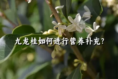 九龙桂如何进行营养补充？
