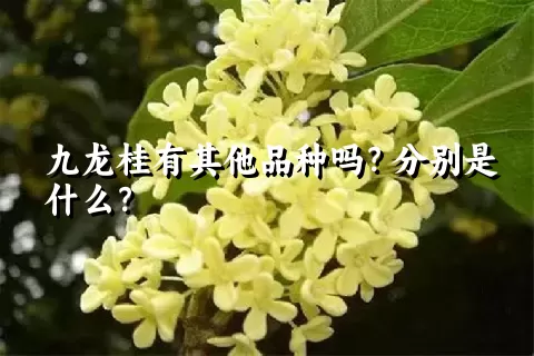九龙桂有其他品种吗？分别是什么？